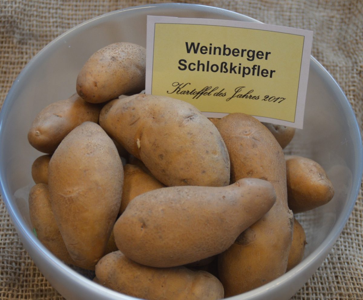 Kartoffel des Jahres 2017: „Weinberger Schloßkipfler“